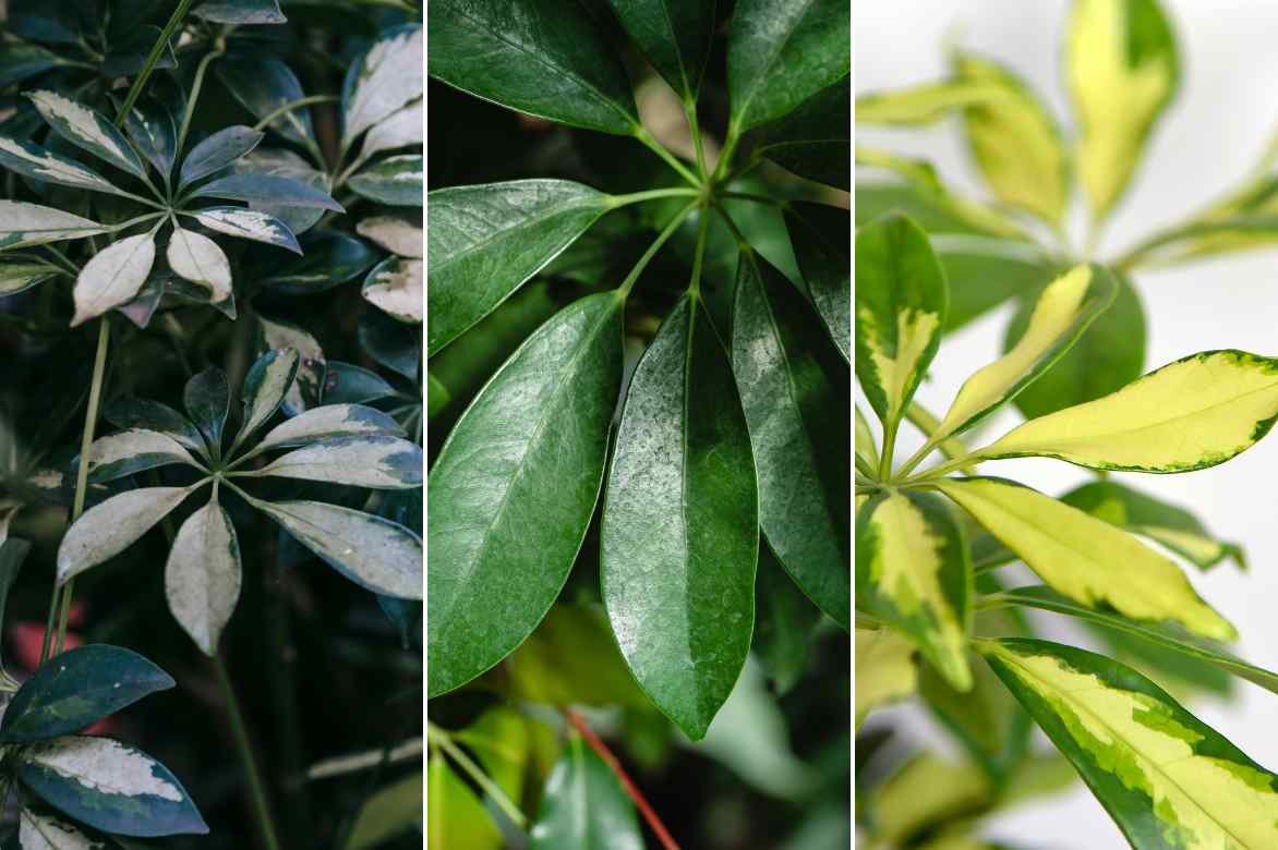 Schefflera foliage colours