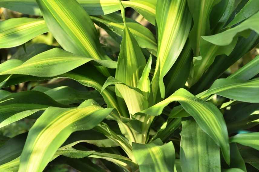 maladies et ravageurs du Dracaena, plante d'intérieur