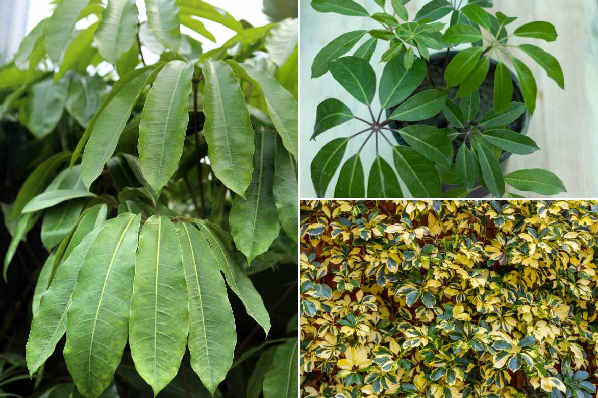 varieties of Schefflera