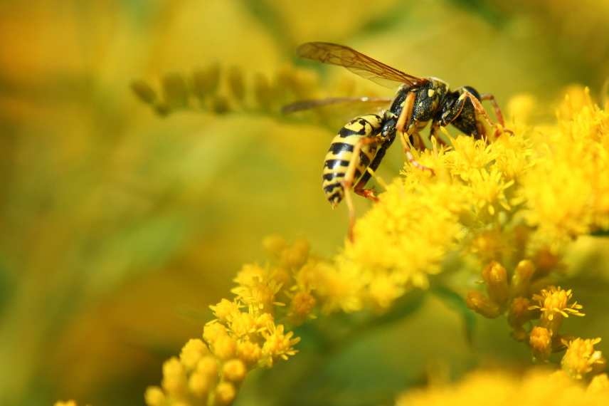 useful wasp in the garden