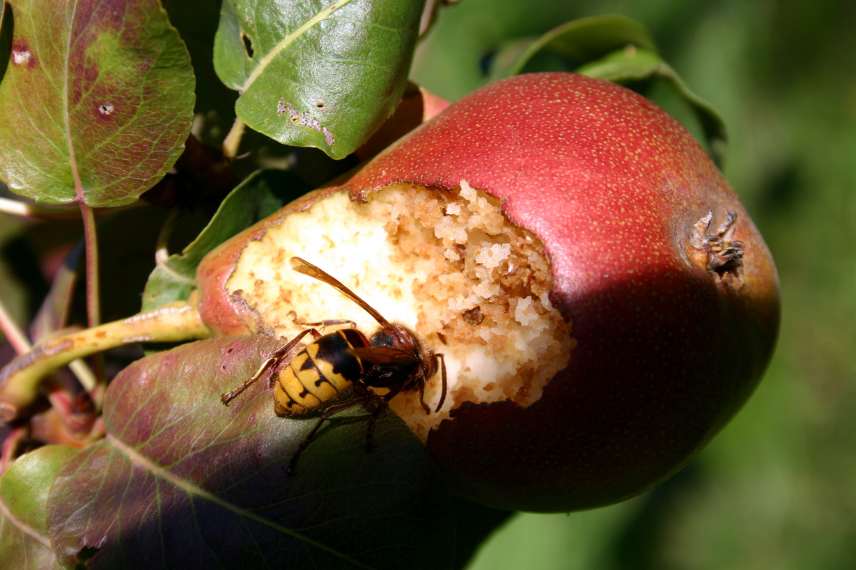 wasps in compost