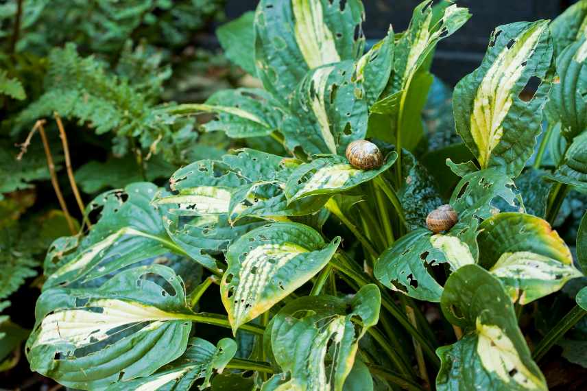hosstas manges par limaces escargots que faire