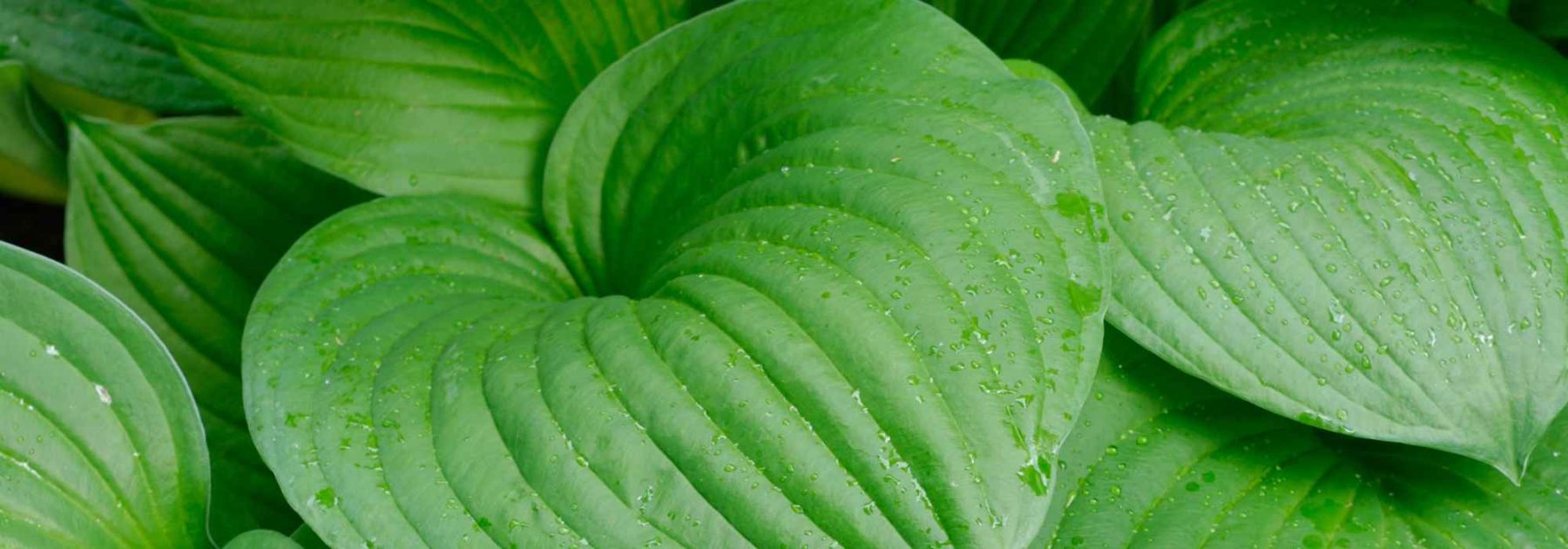 Les meilleurs Hostas à feuillage vert pour habiller le jardin
