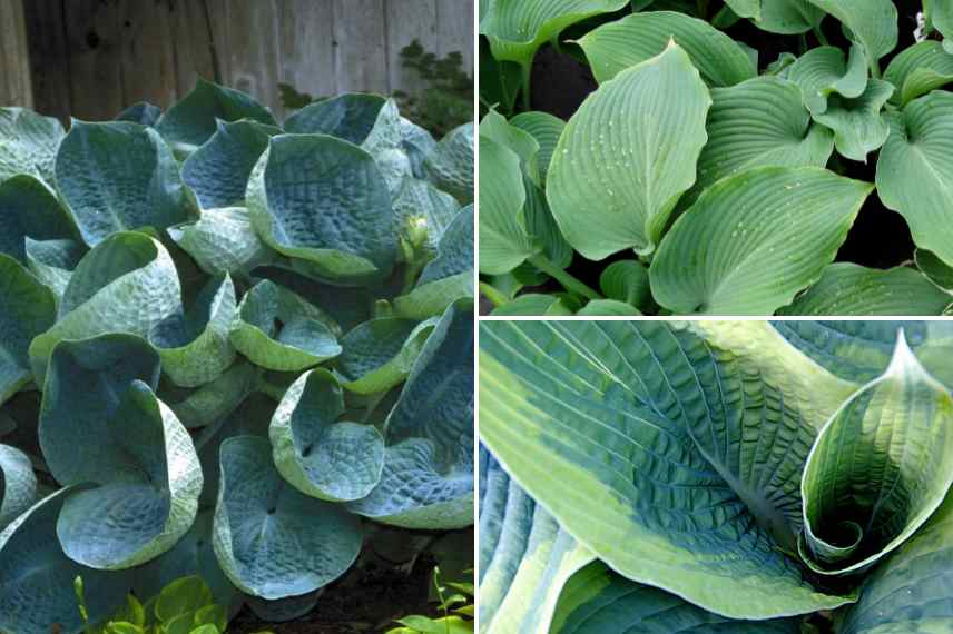 Hostas choisis pour leur feuillage