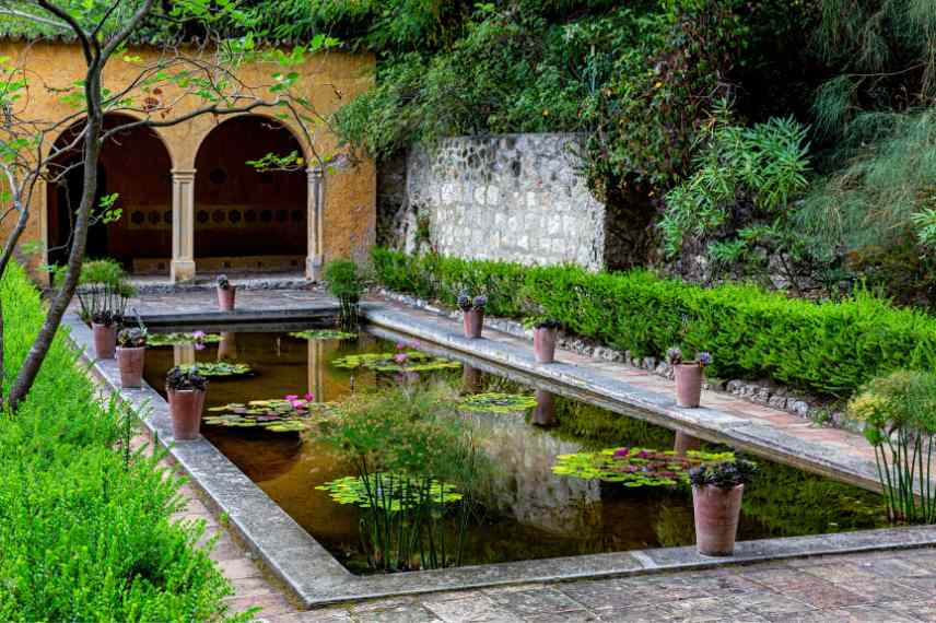 plantes pour bassin sud climat chaud
