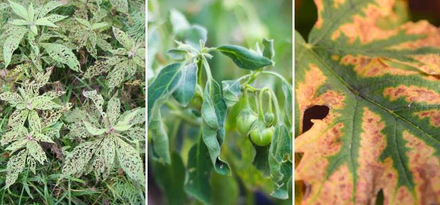 enfermedades frecuentes plantas