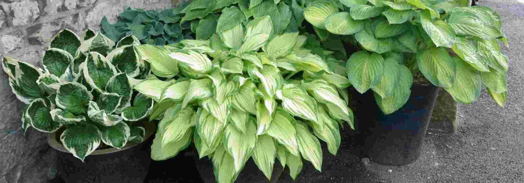Les meilleures variétés d’Hostas à cultiver en pot