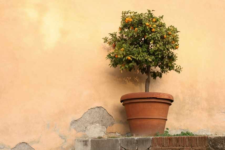 cultivar un naranjo en maceta