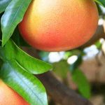 Pamplemoussier : quels sont les maladies et parasites courants ?