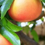 Comment cultiver le pamplemoussier ?