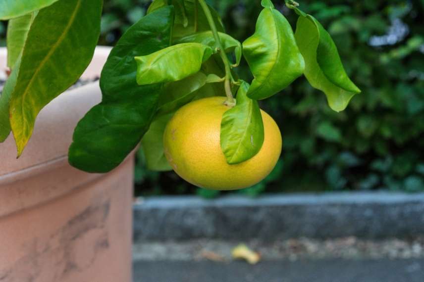 pomelo pamplemoussier culture en pot
