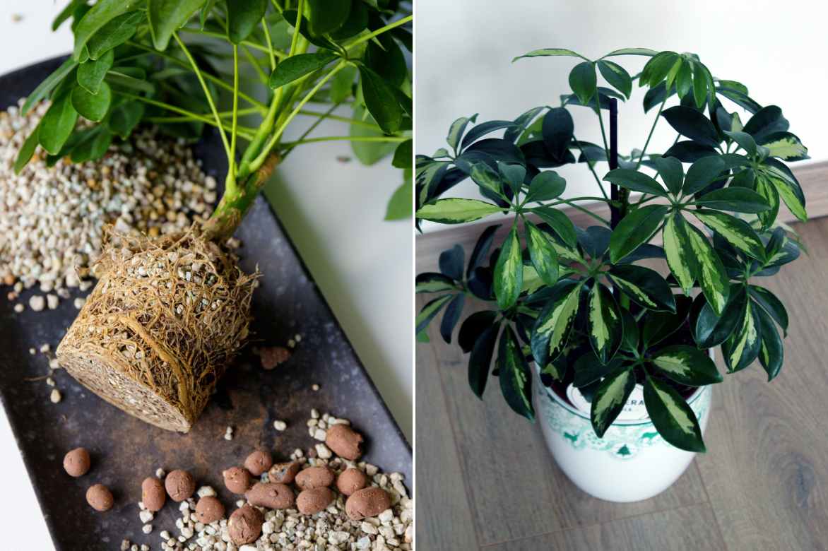 how to plant a Schefflera