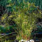 Bassin en climat méditerranéen : quelles plantes aquatiques choisir ?