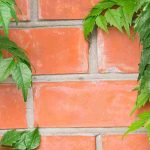 Ces plantes grimpantes à éviter pour ne pas endommager les murs