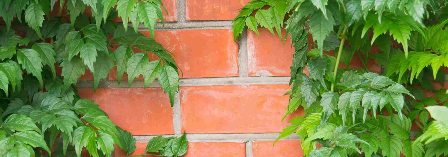 Ces plantes grimpantes à éviter pour ne pas endommager les murs