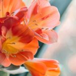 Plantes d’intérieur à fleurs : illuminez votre espace avec de la couleur