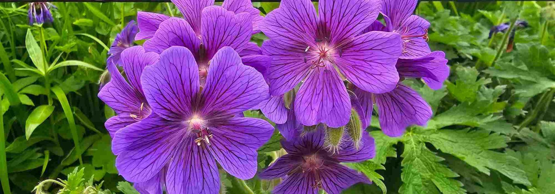 Les plantes qui supportent aussi bien l'ombre que le plein soleil