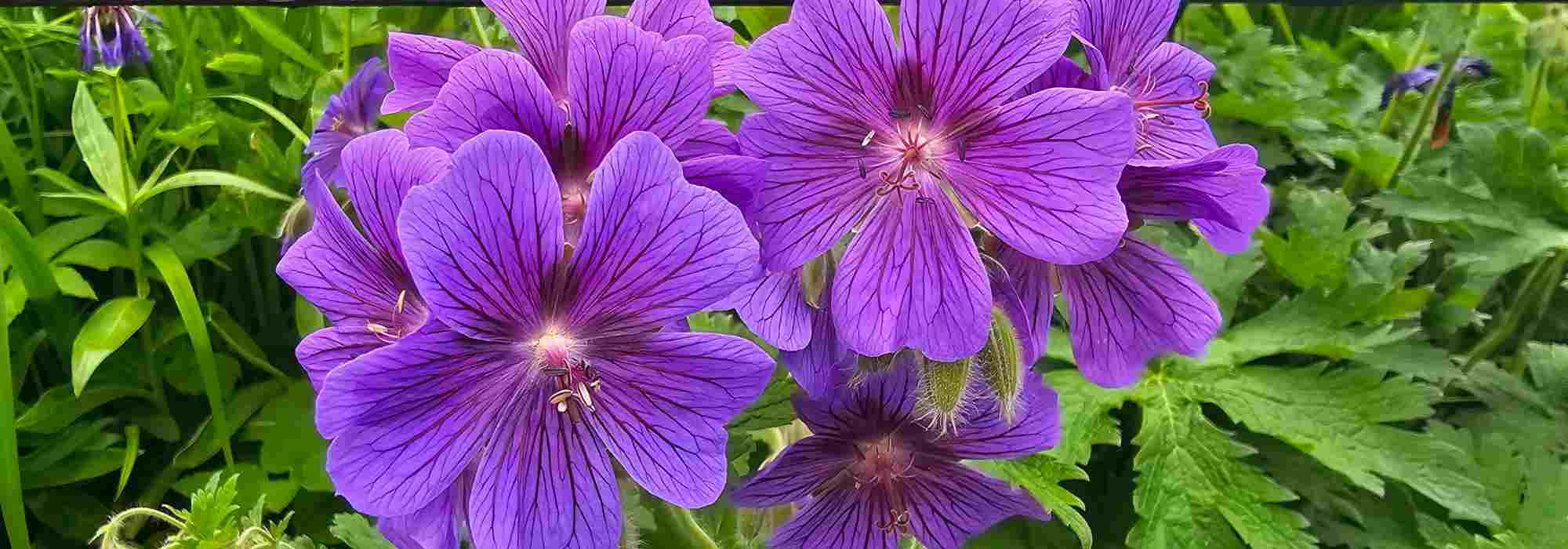 Les plantes qui supportent aussi bien l'ombre que le plein soleil