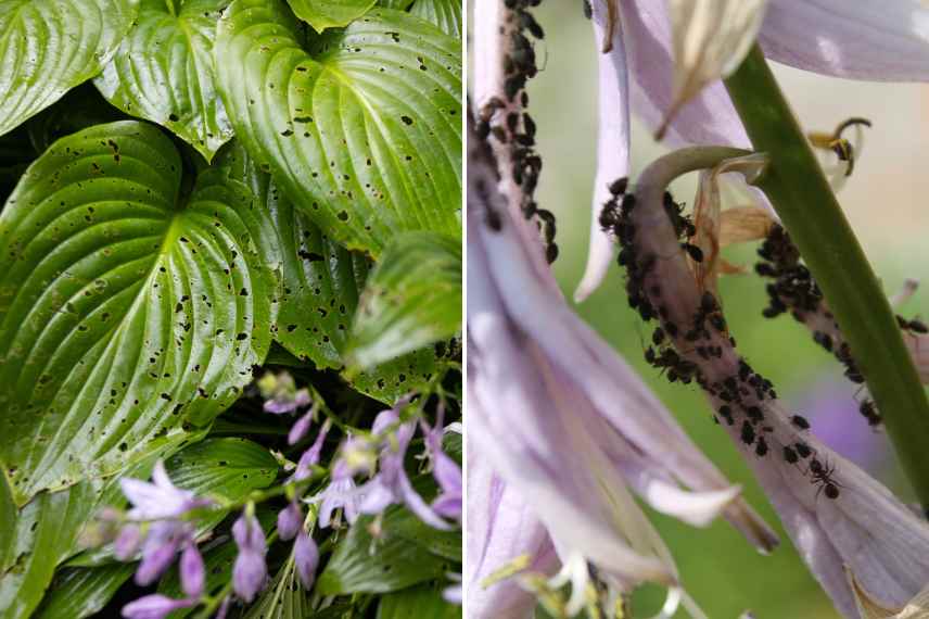 parasites des hostas