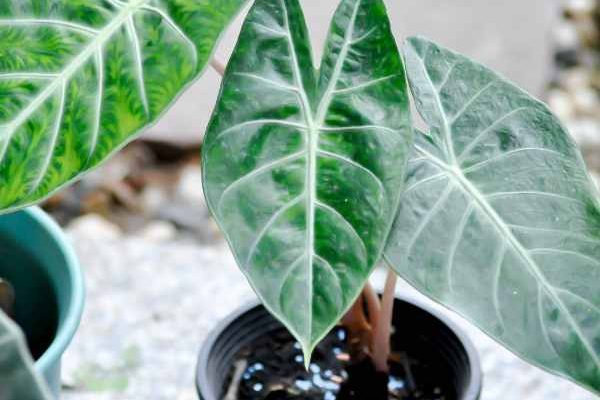 Quand et comment rempoter un alocasia ?