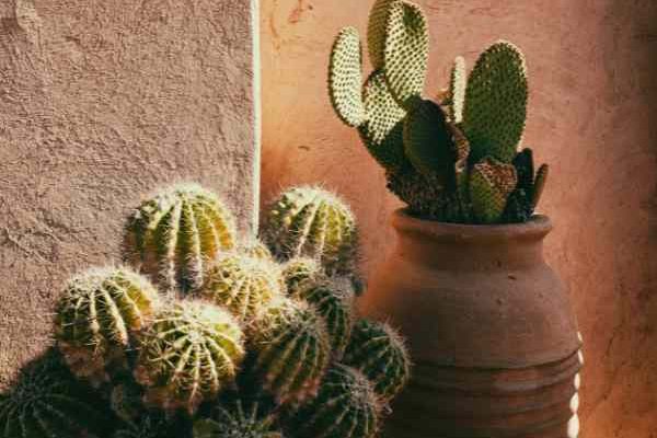 Quand et comment rempoter un cactus ?