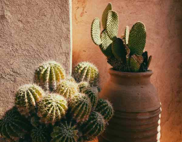 Quand et comment rempoter un cactus ?