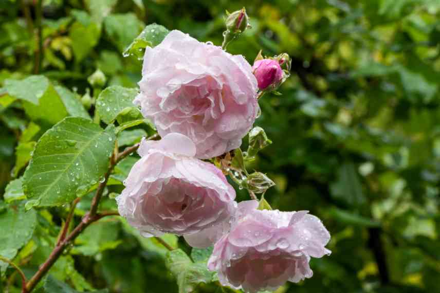 climbing rose for container