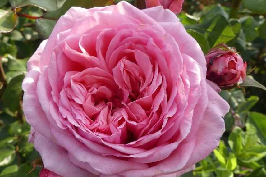 climbing rose for container