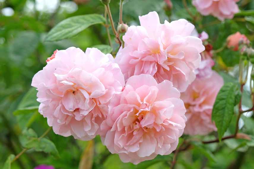 climbing rose for container