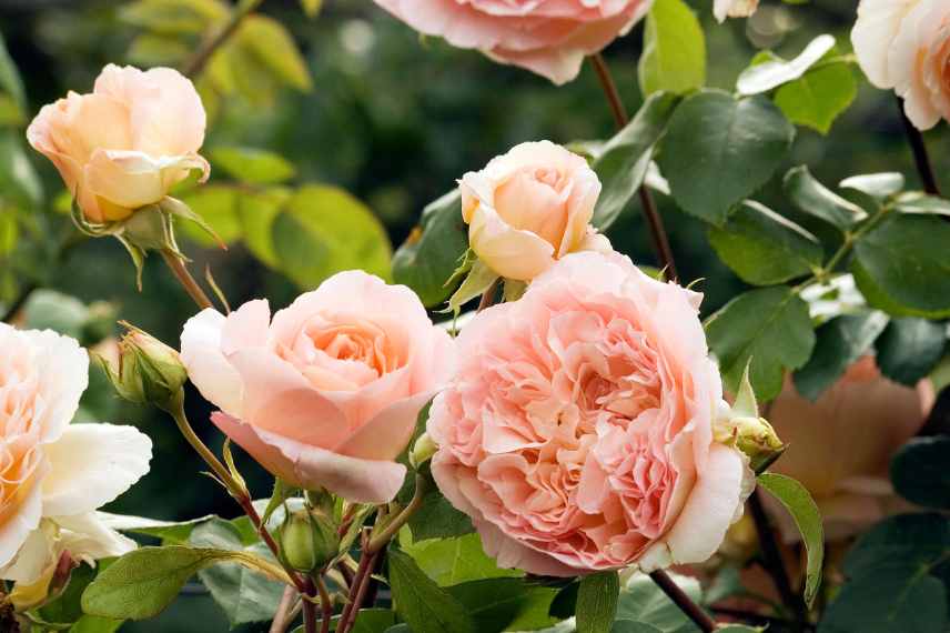 climbing rose for container growing