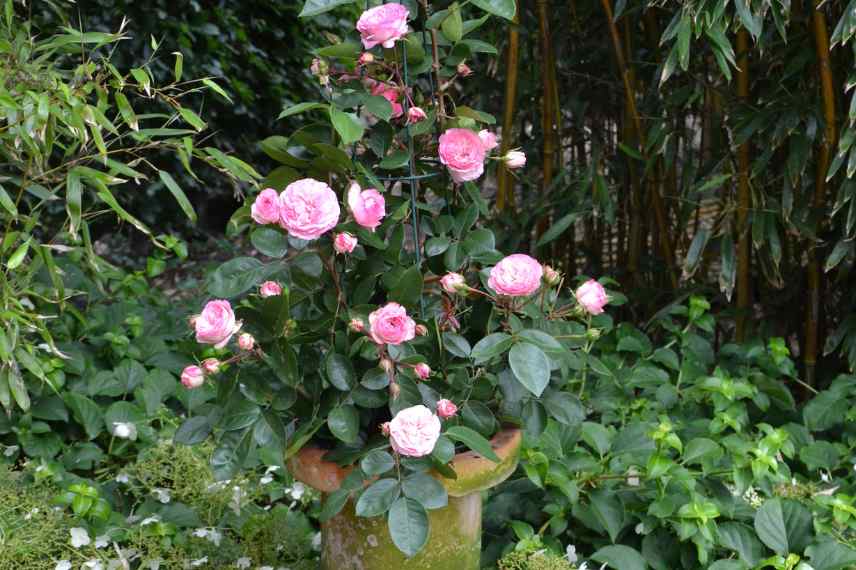 which climbing rose for container