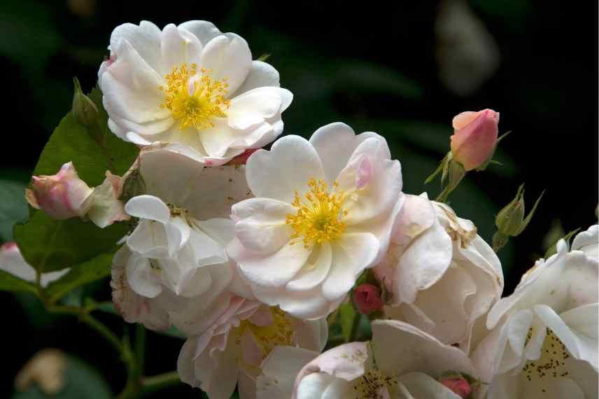 which climbing rose for container