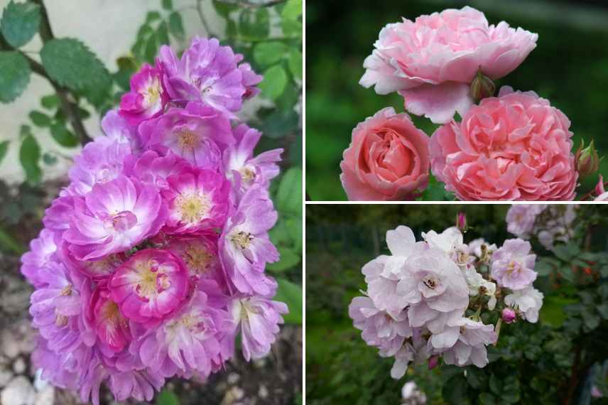 climbing rose for container growing