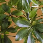 Schefflera : entretien, bouturage et conseils de culture