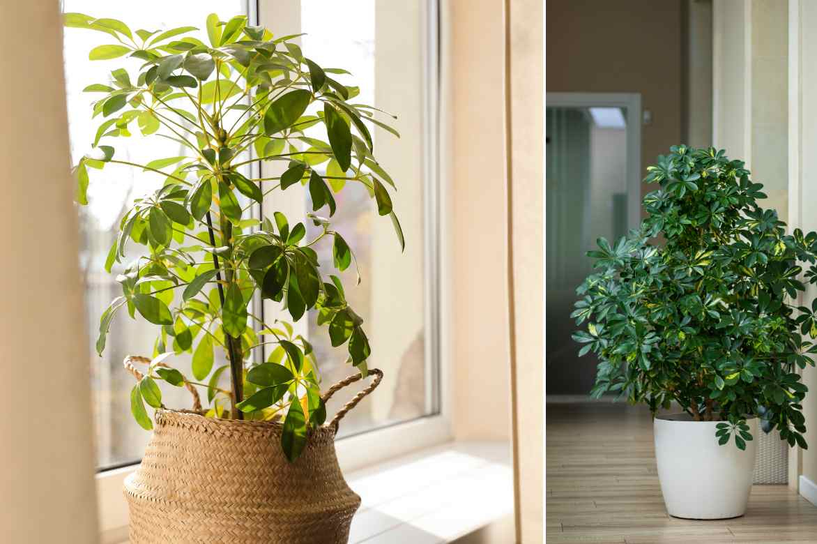 which room for Schefflera exposure