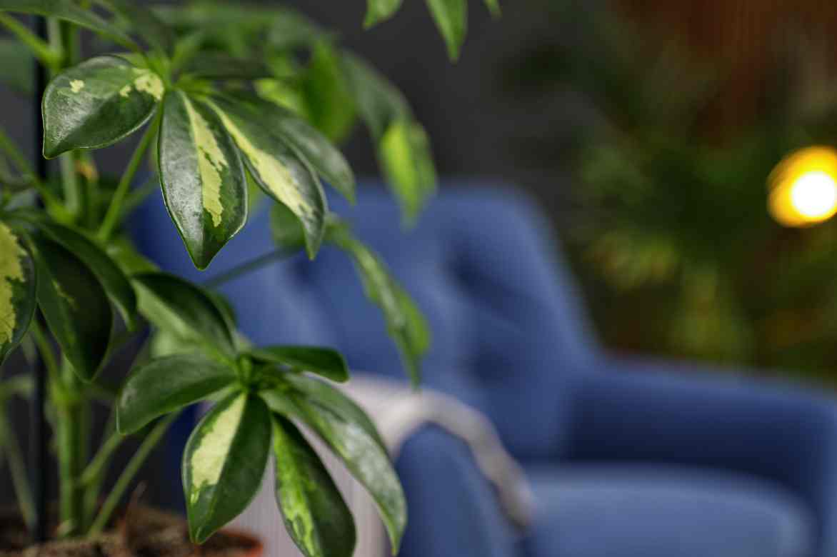 Schefflera houseplant