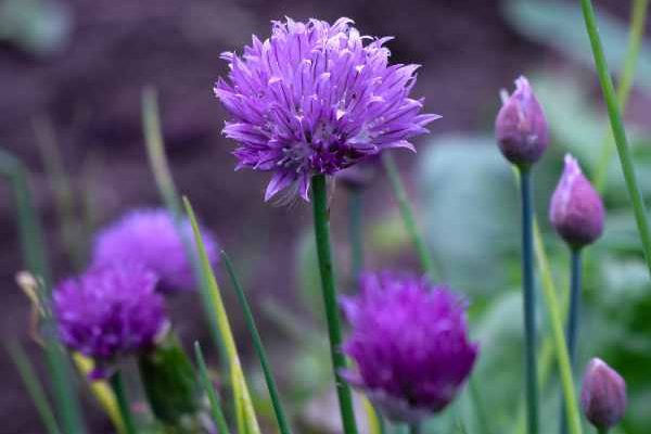 Comment réussir vos semis de ciboulette, en pot ou au jardin ?
