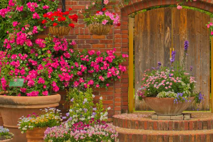 which rose for pot cultivation