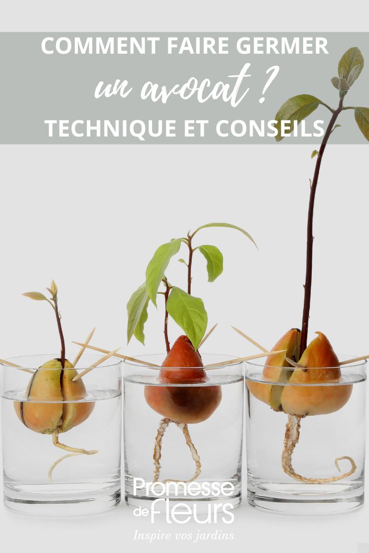 noyau d'avocat