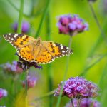 Papillons au jardin : les attirer et les accueillir naturellement