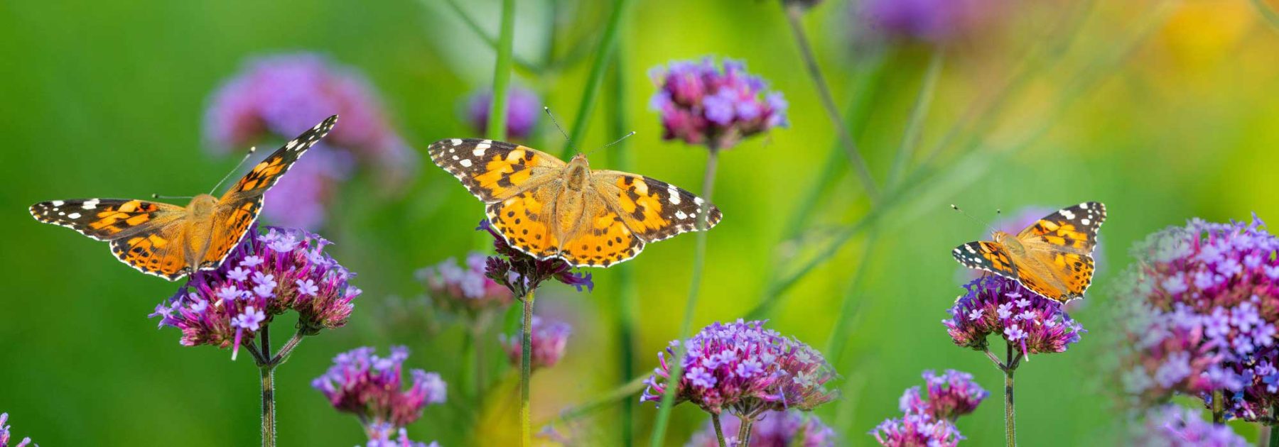 Papillons au jardin : les attirer et les accueillir naturellement