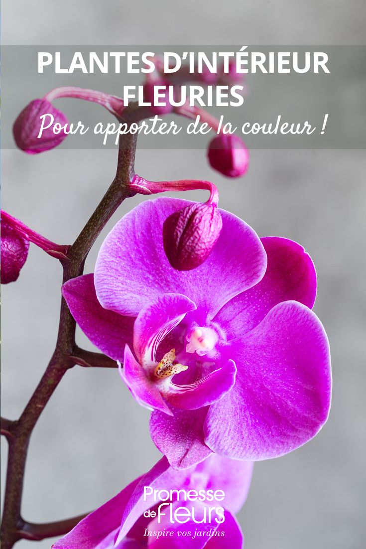 Bien doser ses arrosages au jardin nos conseils avisés (1) orchidée