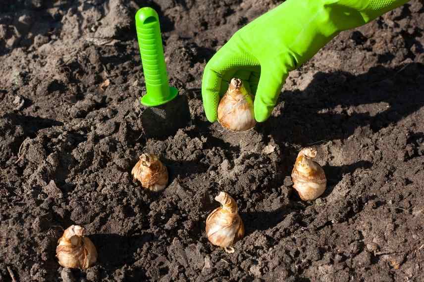 plantation des bulbes : la méthode