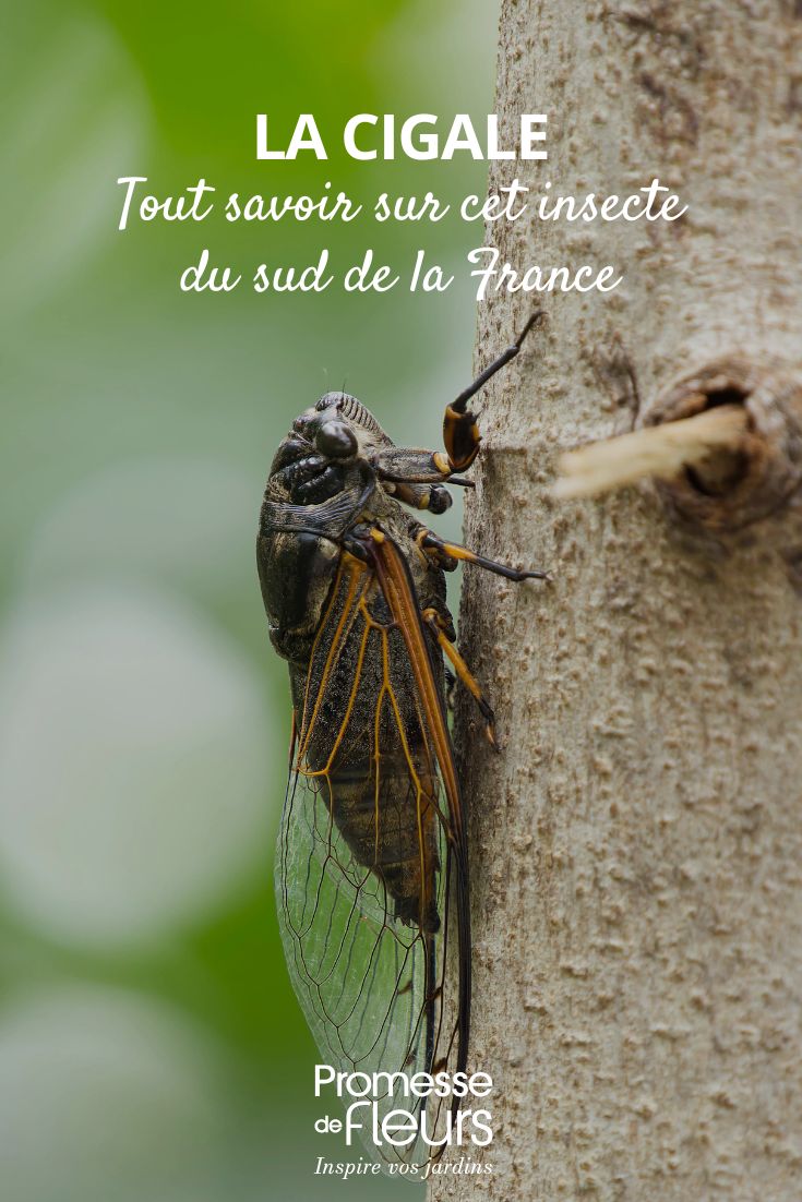 une cigale