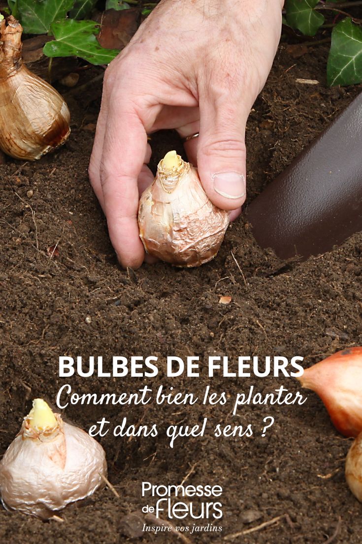 Comment bien planter les bulbes de fleurs 2 plantation d'un bulbe de fleur