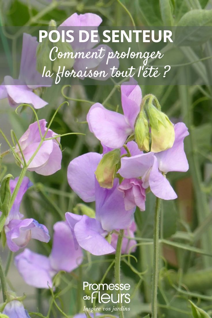 Comment prolonger la floraison des pois de senteur tout l'été (1) Graines-de-Pois-de-senteur-Spring-Sunshine-Lilac