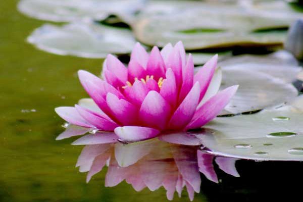 Comment rempoter un nénuphar devenu trop à l'étroit ?