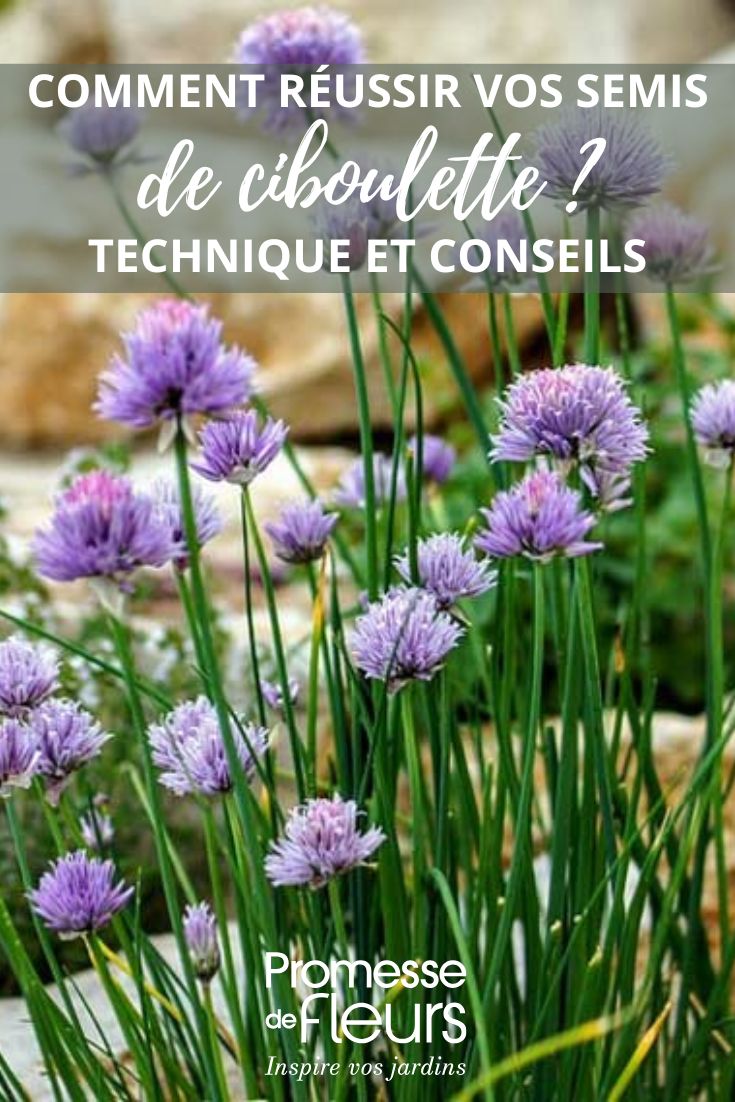 semis de ciboulette