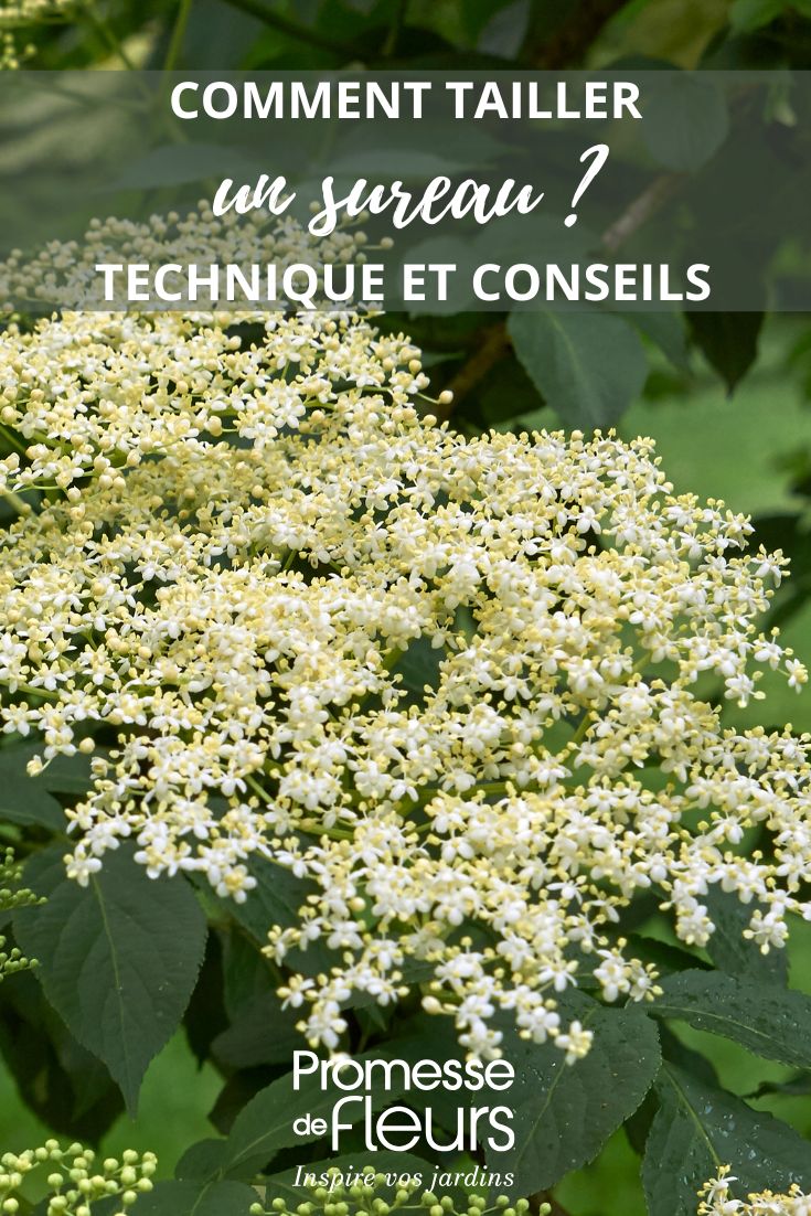 taille du sureau