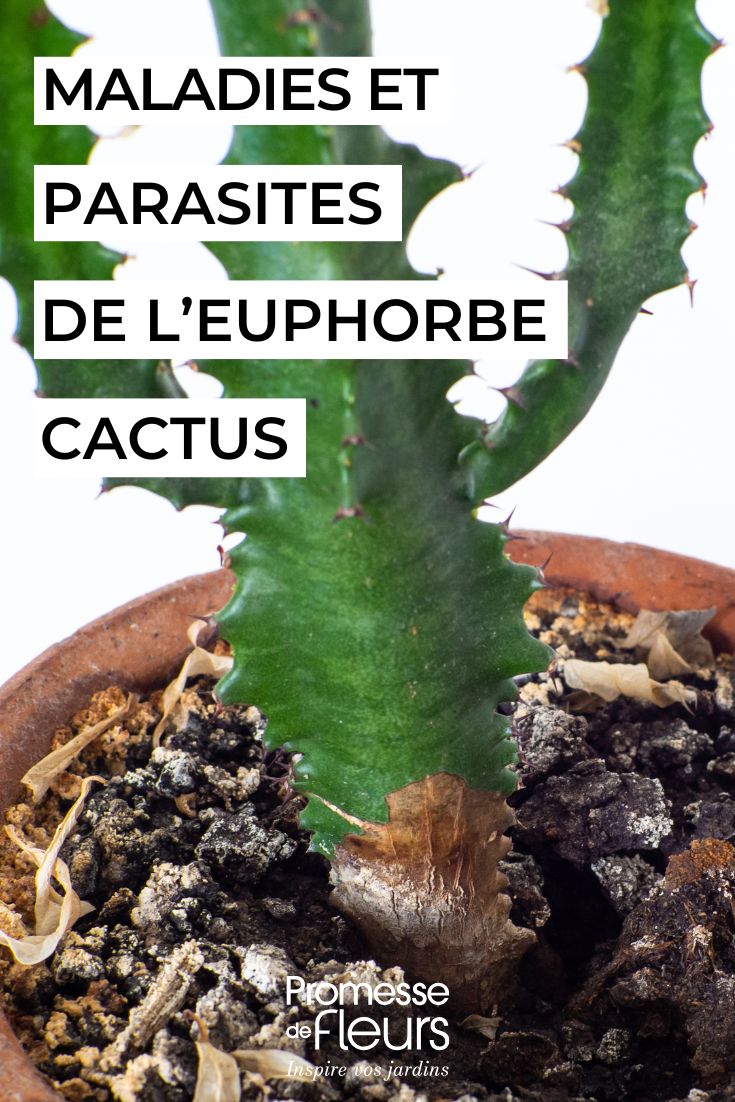Les maladies et parasites de l’euphorbe cactus Euphorbia trigona